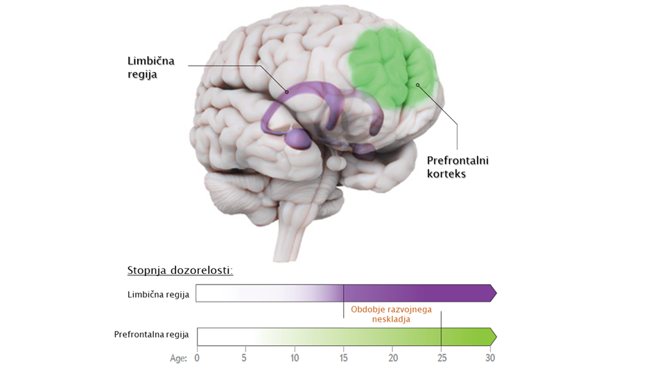  Slika 2. V času adolescence prihaja do razvojnega neskladja zaradi različne stopnje dozorelosti dveh poglavitnih možganskih regij, limbične regije (vijolična), ki nadzoruje čustvovanje, in prefrontalnim korteksom (zelena), ki je odgovoren za razumsko uravnavanje (povzeto po Giedd, 2015).