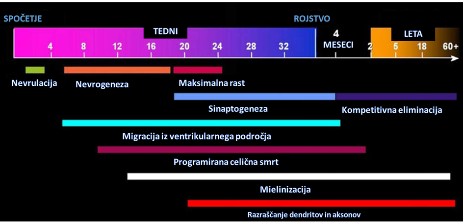  Slika 1. Zaporedje kritičnih dogodkov v procesu razvoja možganov s pripadajočo časovnico (prirejeno po Lenroot in Giedd, 2006).